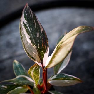 Philodendron 'Red Anderson'