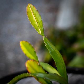 Epiphyllum ackermanii 12 cm - Orkidékaktus