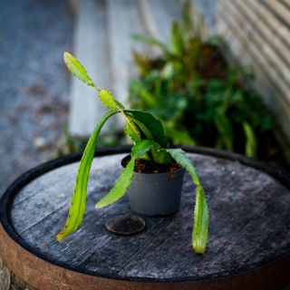 Epiphyllum ackermanii 12 cm - Orkidékaktus