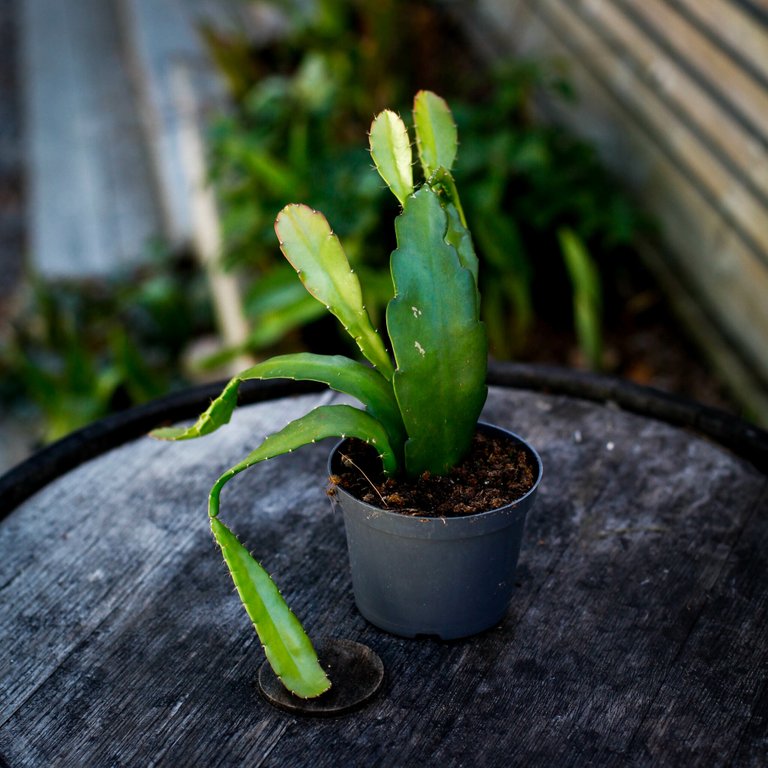 Epiphyllum ackermanii - Orkidékaktus 12 cm