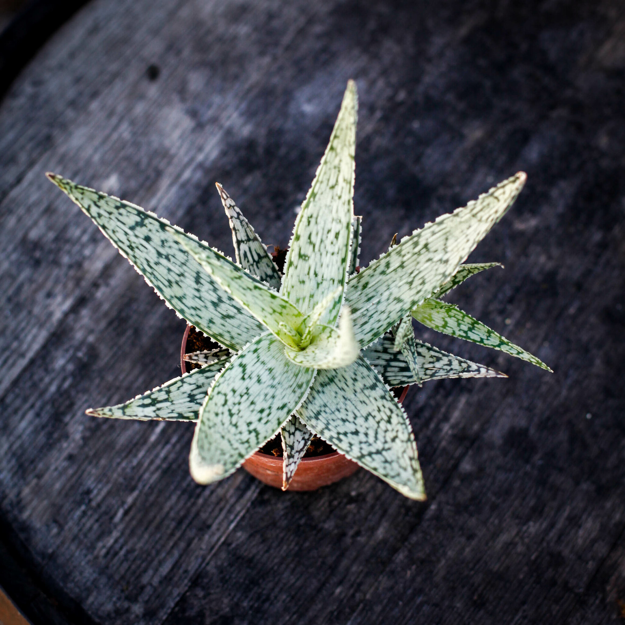 Aloe Abekani med ljusa mönstrade blad i rosett