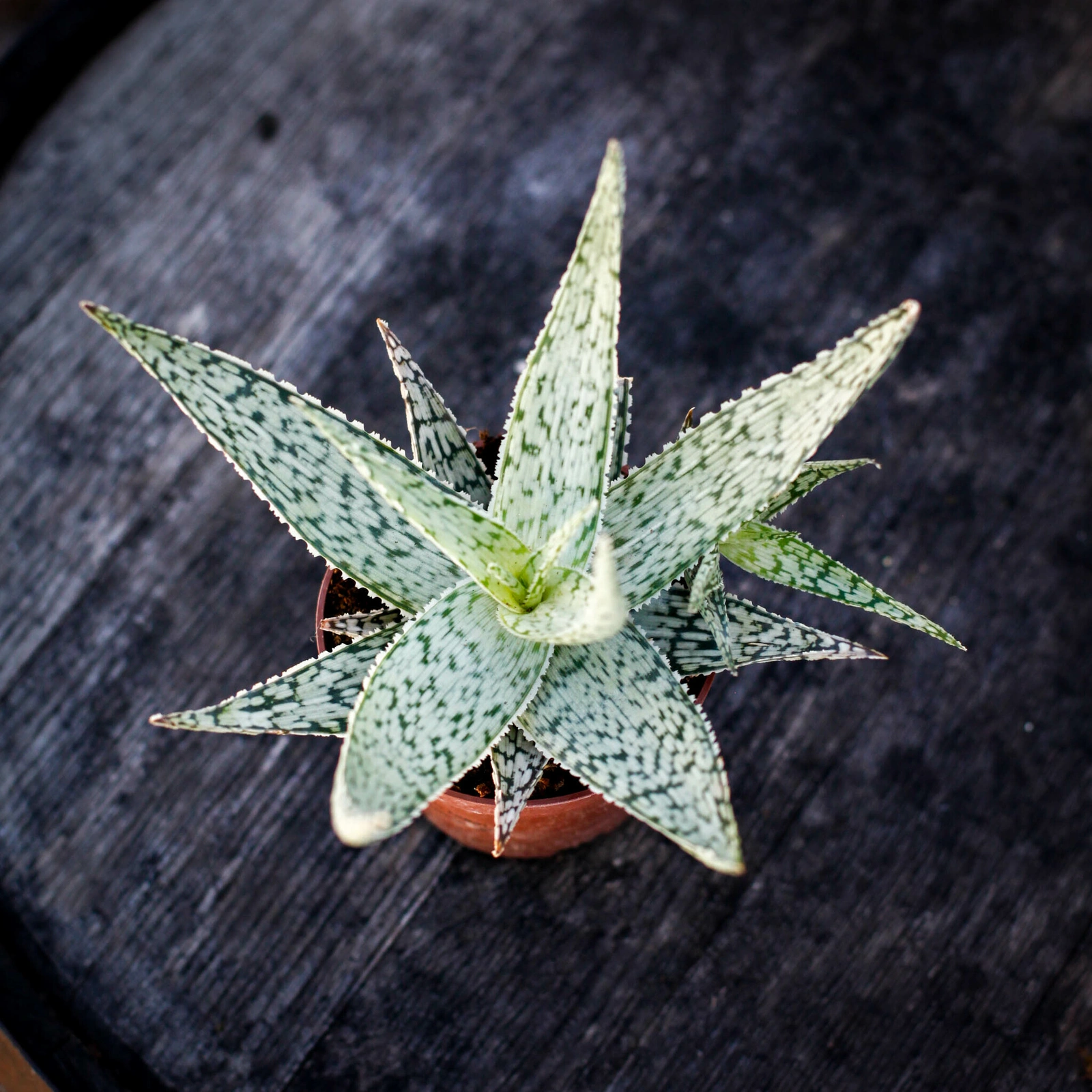 Aloe Abekani med kraftiga, dekorativa blad