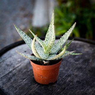 Aloe 'Abekani' 10,5 cm