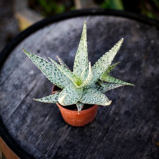 Aloe 'Abekani' 10,5 cm