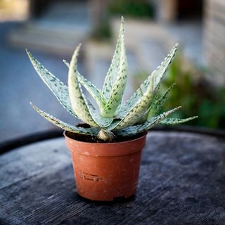 Aloe 'Abekani' 10,5 cm
