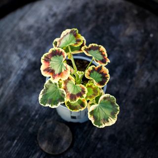 Pelargonium 'Contrast' 10,5 cm