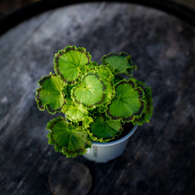 Pelargonium 'Distinction' 10,5 cm