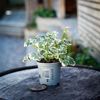 Pelargonium 'Frank Headley' 10,5 cm