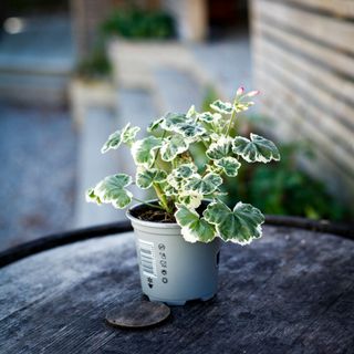 Pelargonium 'Frank Headley' 10,5 cm
