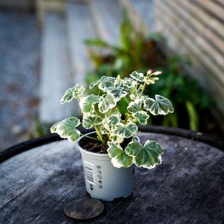 Pelargonium 'Frank Headley' 10,5 cm