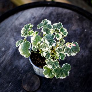 Pelargonium 'Frank Headley' 10,5 cm