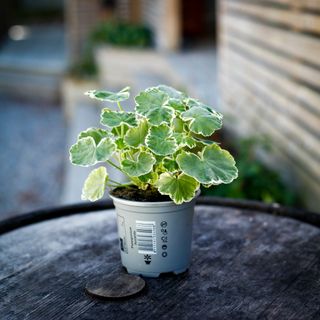 Pelargonium 'Leamington' 10,5 cm