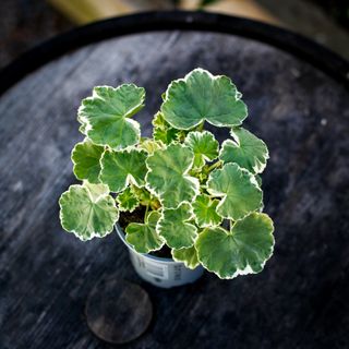 Pelargonium 'Leamington' 10,5 cm