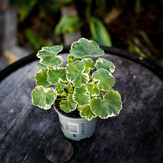 Pelargonium 'Leamington' 10,5 cm
