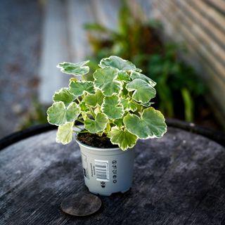 Pelargonium 'Leamington' 10,5 cm