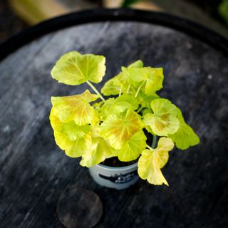 Pelargonium 'Occold Shield' 10,5 cm