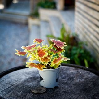 Pelargonium 'Schoko' 10,5 cm
