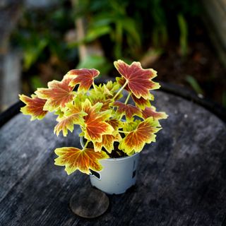 Pelargonium 'Schoko' 10,5 cm