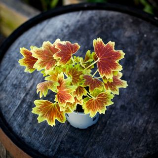 Pelargonium 'Schoko' 10,5 cm