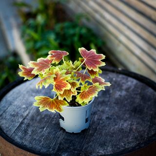 Pelargonium 'Schoko' 10,5 cm