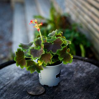 Pelargonium 'Vancouver Centennial' 10,5 cm