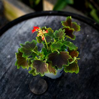 Pelargonium 'Vancouver Centennial' 10,5 cm