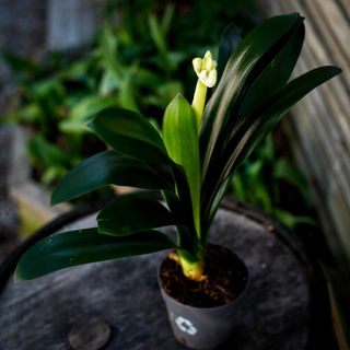 *KAMPANJ* Clivia miniata var. citrina 13 cm