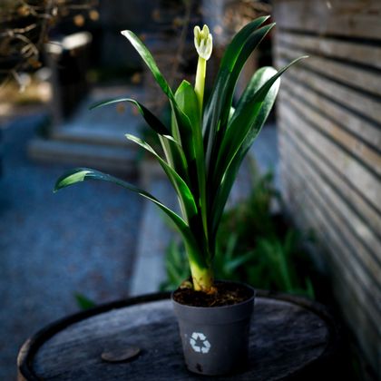Clivia miniata var. citrina gul mönjelilja