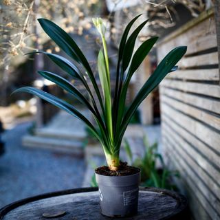 *KAMPANJ* Clivia miniata var. citrina 13 cm