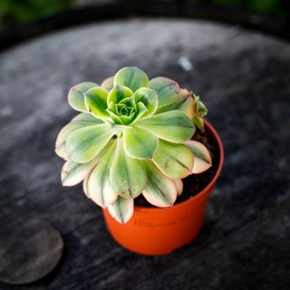 Aeonium 'Kiwi' 10,5 cm