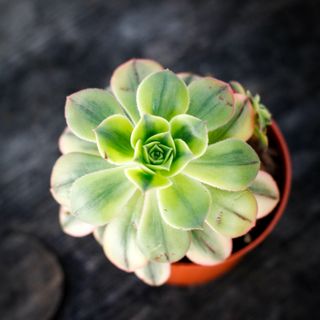Aeonium 'Kiwi' 10,5 cm