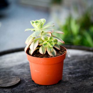 Aeonium 'Kiwi' 10,5 cm