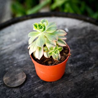 Aeonium 'Kiwi' 10,5 cm