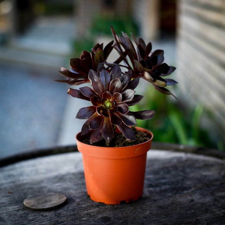 Aeonium 'Schwarzkopf' 12 cm