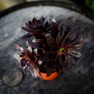 Aeonium 'Schwarzkopf' 12 cm