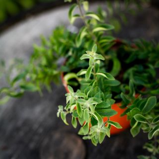 Aeschynanthus - Ampelfackla 12 cm