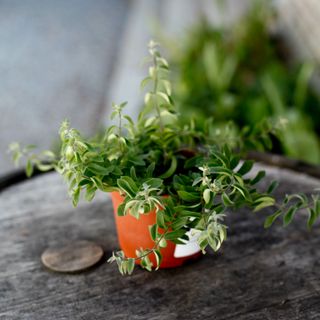 Aeschynanthus - Ampelfackla 12 cm