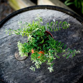 Aeschynanthus - Ampelfackla 12 cm