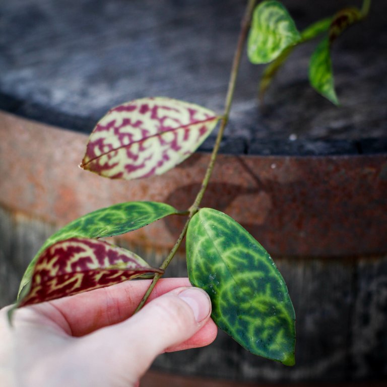 Aeschynanthus marmoratus - Ampelfackla 11 cm