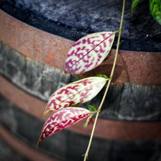 Aeschynanthus marmoratus 11 cm - Ampelfackla