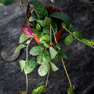 Aeschynanthus marmoratus 11 cm - Ampelfackla