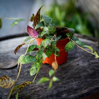 Aeschynanthus marmoratus 11 cm - Ampelfackla