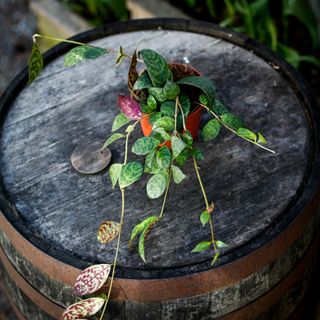 Aeschynanthus marmoratus 11 cm - Ampelfackla