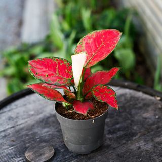 Aglaonema 'Red Joy' 12 cm