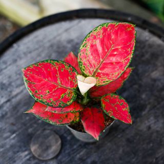 Aglaonema 'Red Joy' 12 cm