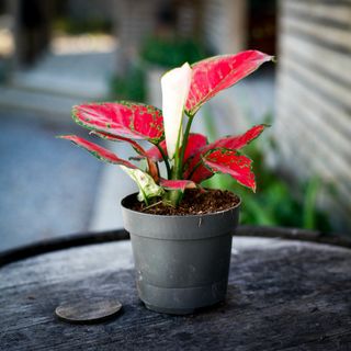 Aglaonema 'Red Joy' 12 cm