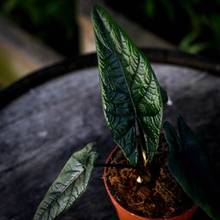Alocasia scalprum 12 cm