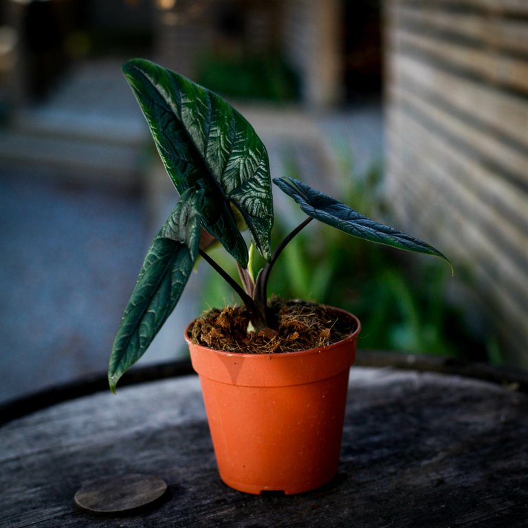 Alocasia Scalprum 12 cm RÄDDA MIG