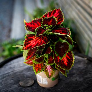 Palettblad 'Flamboyant Flamingo' 12 cm