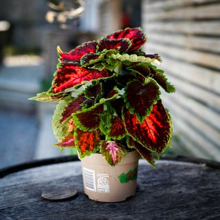 Palettblad 'Flamboyant Flamingo' 12 cm